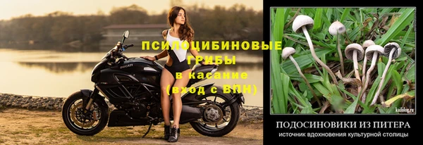 стафф Алзамай